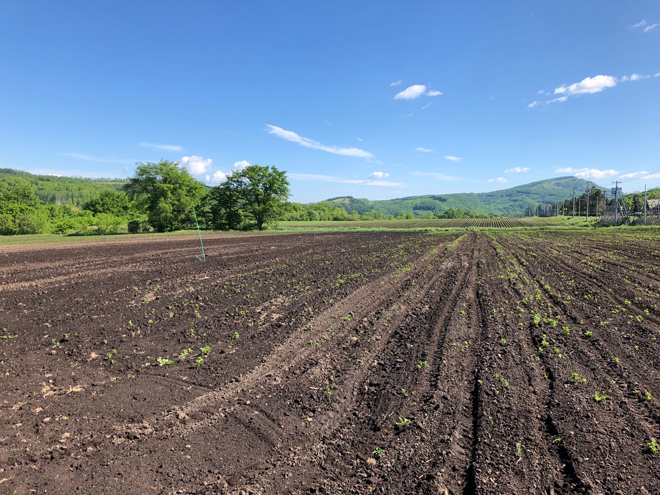 今年は雪解けが早く、5月上旬には発芽。初夏の日差しを浴びて、スクスクと成長しています。