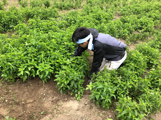 秋の収穫まで、雑草とのバトルの日々です！