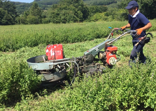 いよいよハッカの刈り取りの日を迎えました！機械と人の手を使いながら、数日間におよぶ刈取作業。