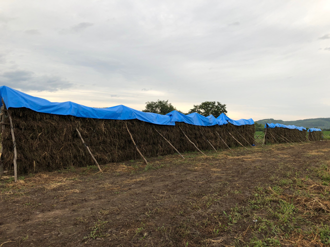 本日から数日間をかけて、ハッカの蒸留作業です！